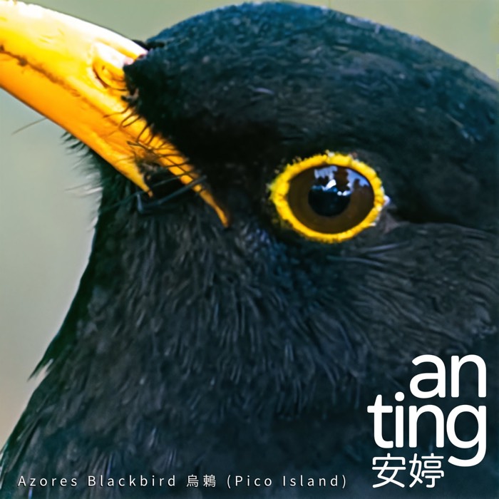 Azores Blackbird 烏鶇 (Pico Island) — single cover by An-Ting 安婷