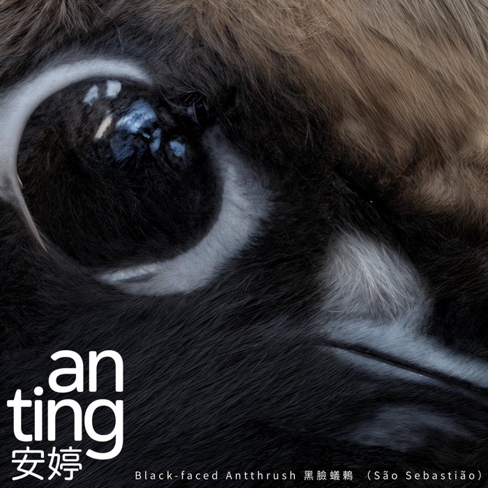 Black-faced Antthrush 黑臉蟻鶇 (São Sebastião) — single cover by An-Ting 安婷